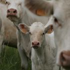 White cows in a meddow somewhere in France