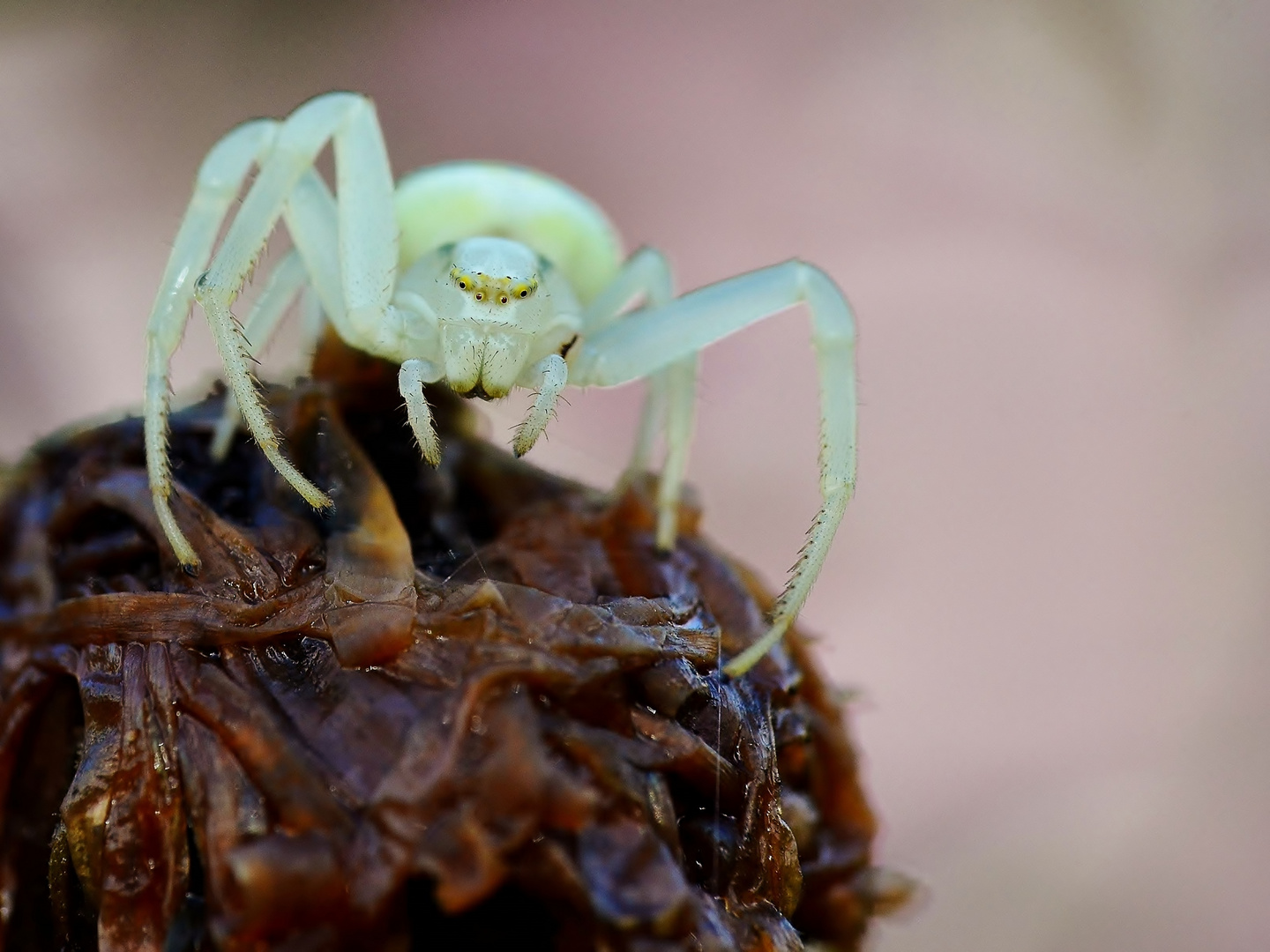 White Crab-Spider