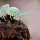 White Crab-Spider