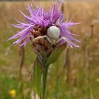 white crab spider