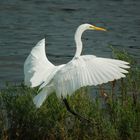 white crane (color)