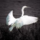 white crane(black and white)