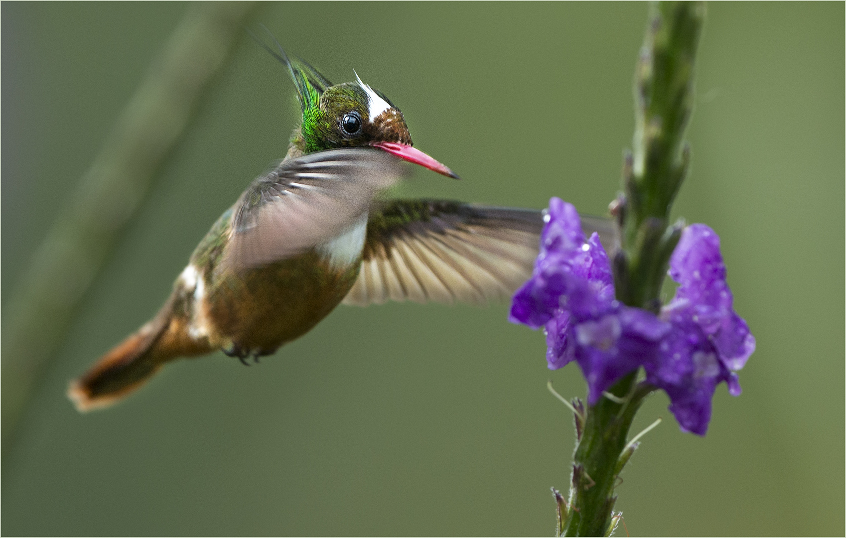 White crested Coquette