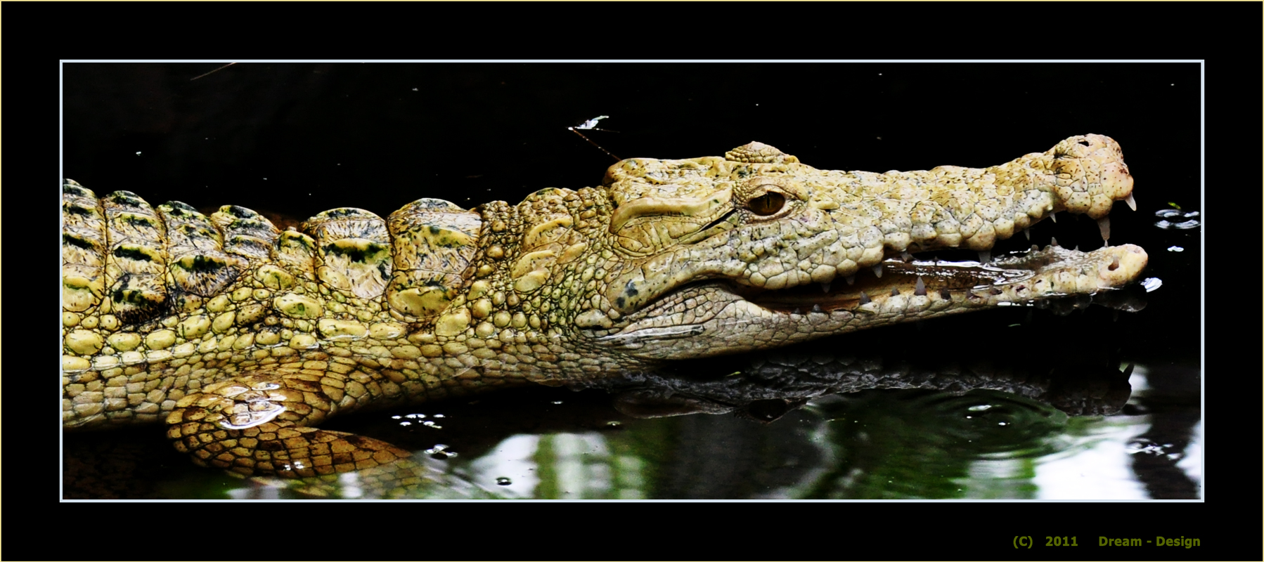 White Crocodile