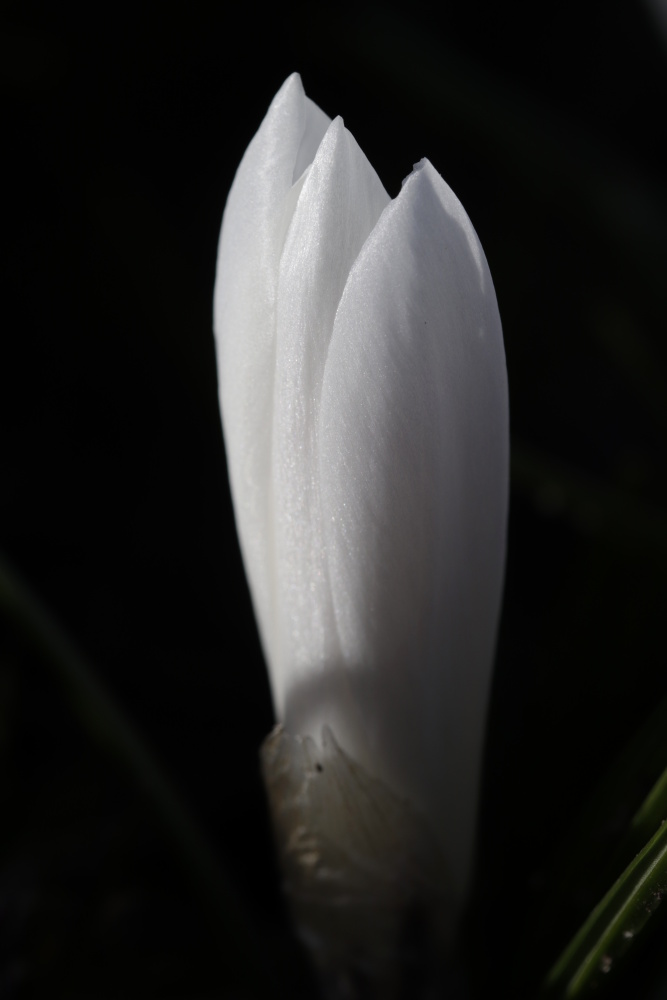 White crocus