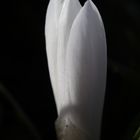 White crocus