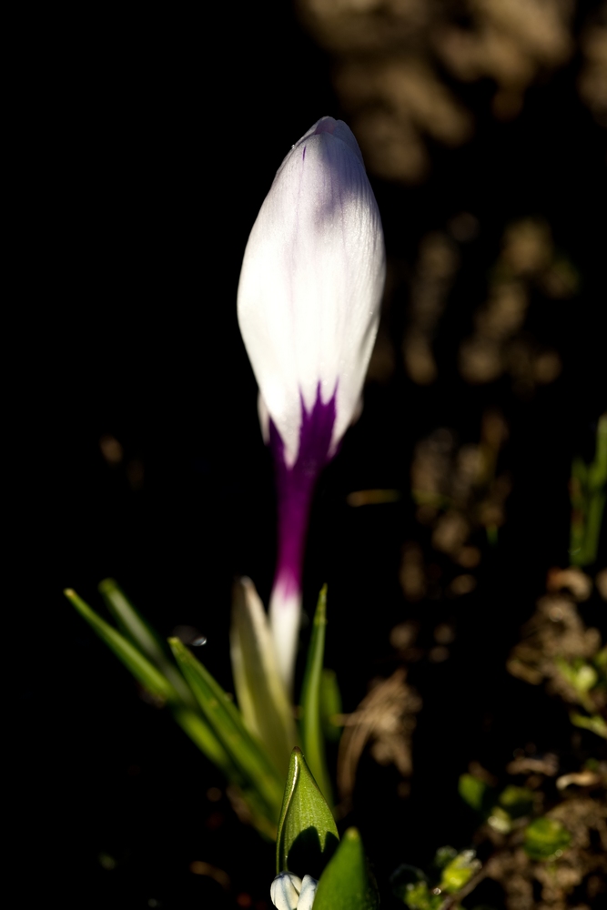 White crocus