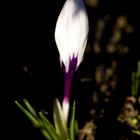 White crocus