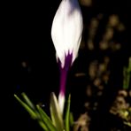White crocus
