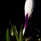 White crocus