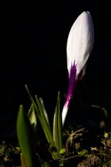 White crocus
