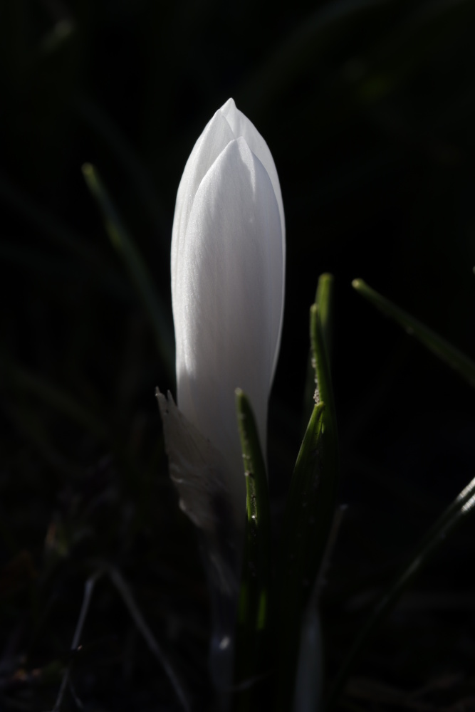 White crocus