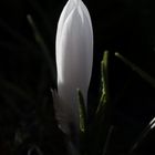 White crocus