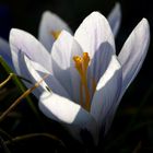 White crocus
