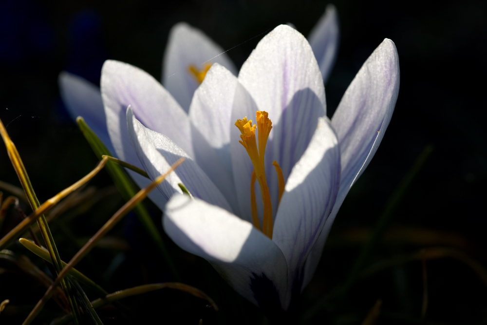 White crocus