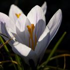 White crocus