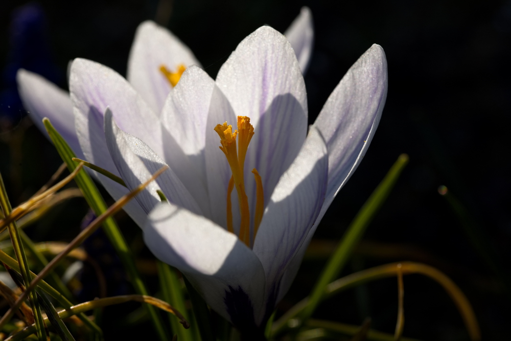 White crocus