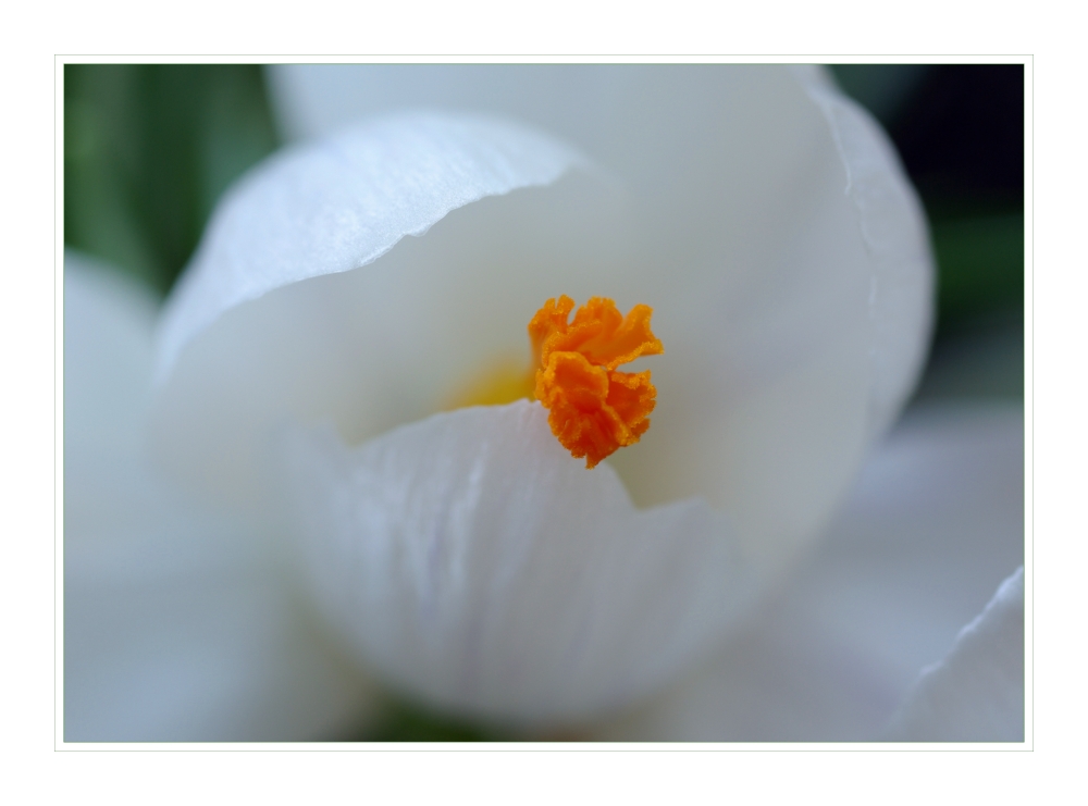 White Crocus