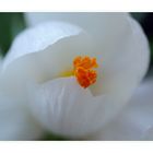 White Crocus