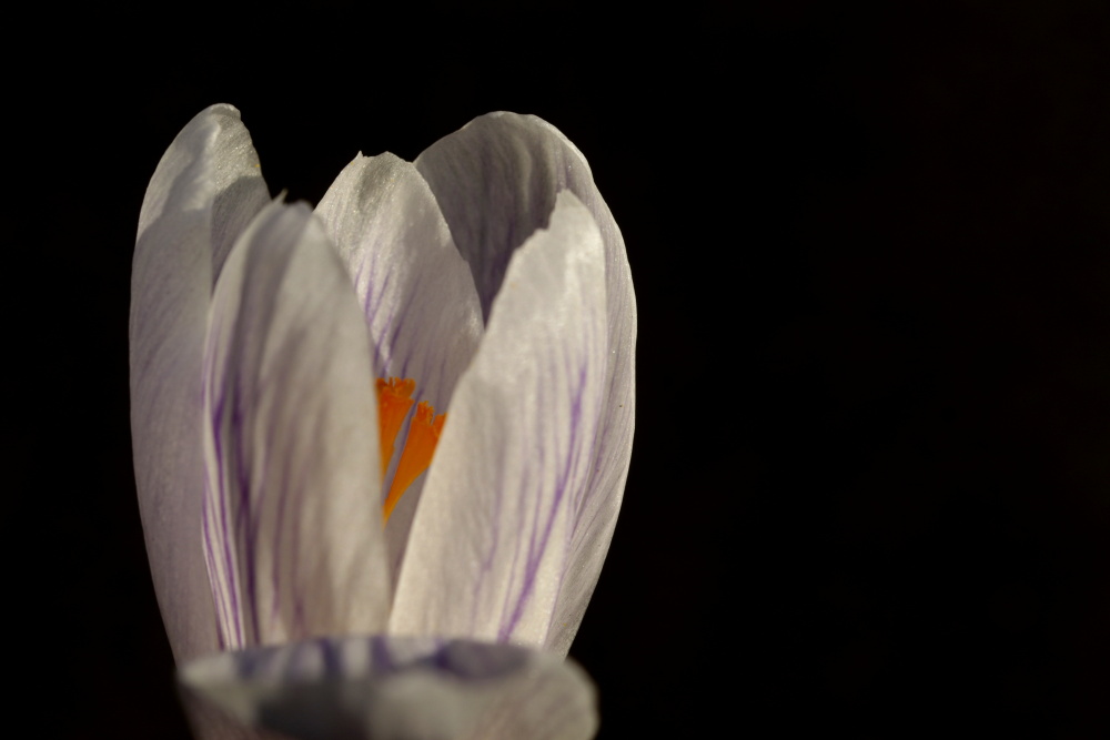 White crocus