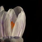 White crocus