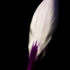 White crocus