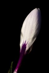 White crocus