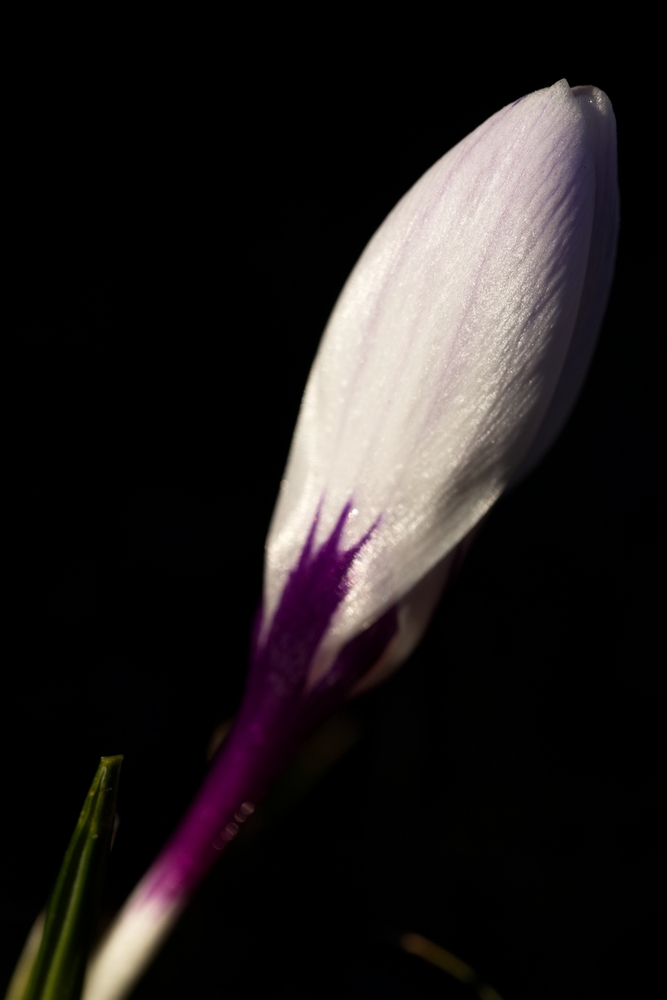 White crocus in the morning