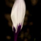 White crocus in the morning
