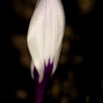 White crocus in the morning