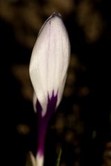 White crocus in the morning