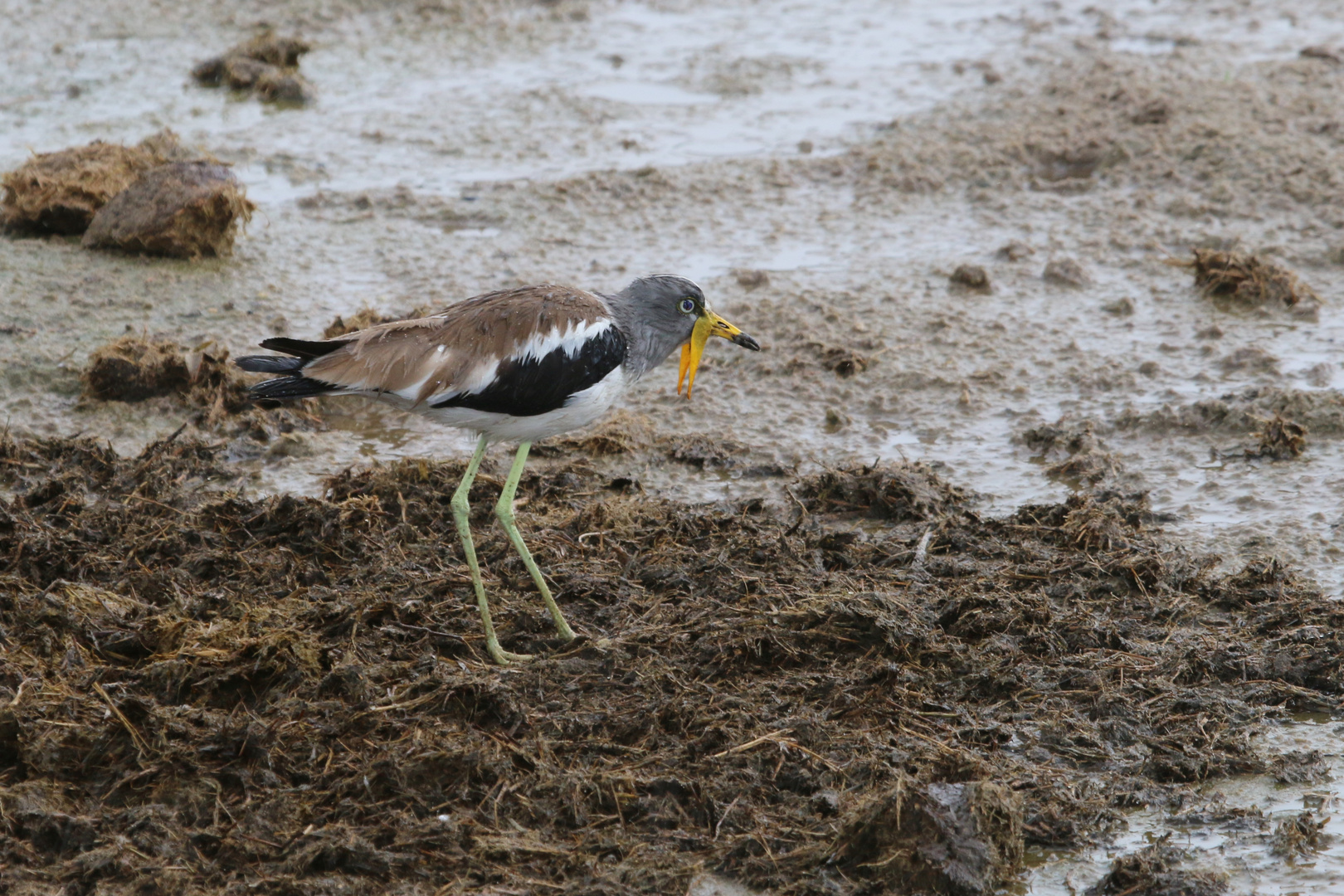 White- Crowned Lapwing Plover ( Kiebitz )