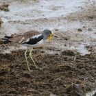 White- Crowned Lapwing Plover ( Kiebitz )