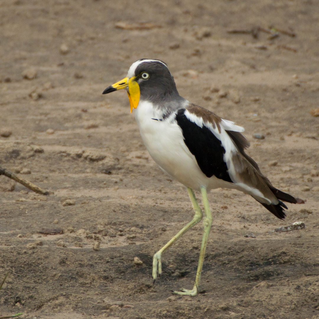 White crowned lapwing / Weißscheitelkiebitz