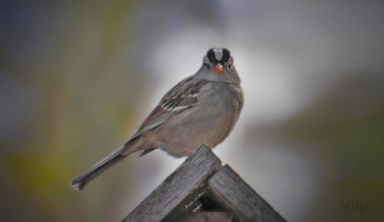 white-crowned sparrow 