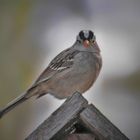 white-crowned sparrow 