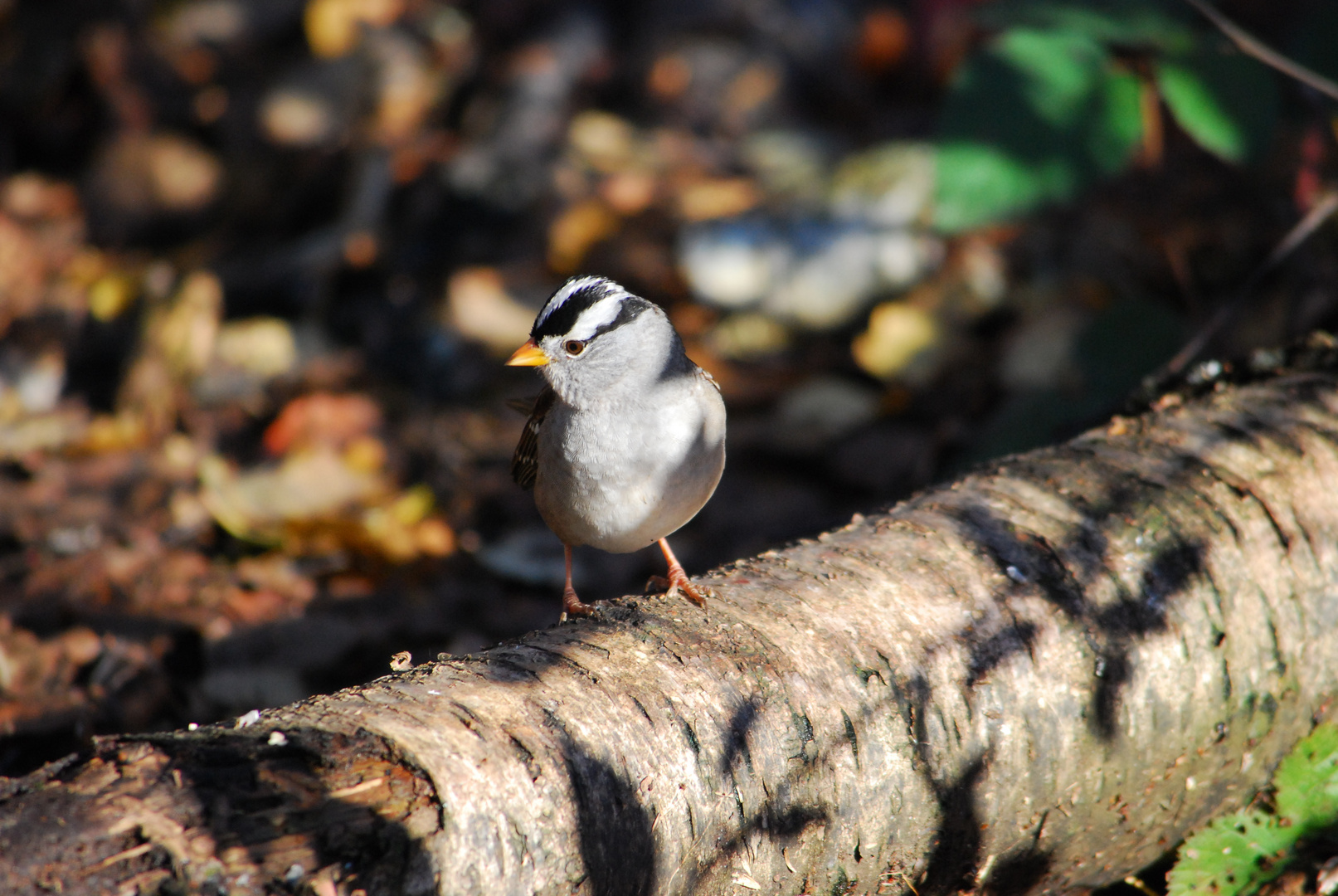 White crowned Sparrow