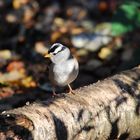 White crowned Sparrow