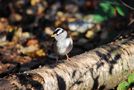 White crowned Sparrow by KristinaBurnaby 