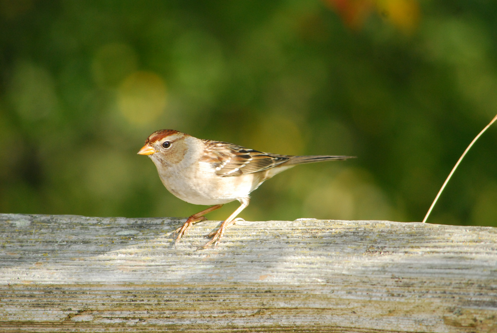 White-crowned Sparrow - Juvenile - Dachsammer