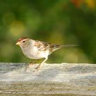 White-crowned Sparrow - Juvenile - Dachsammer