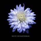 | white crysanthemum |