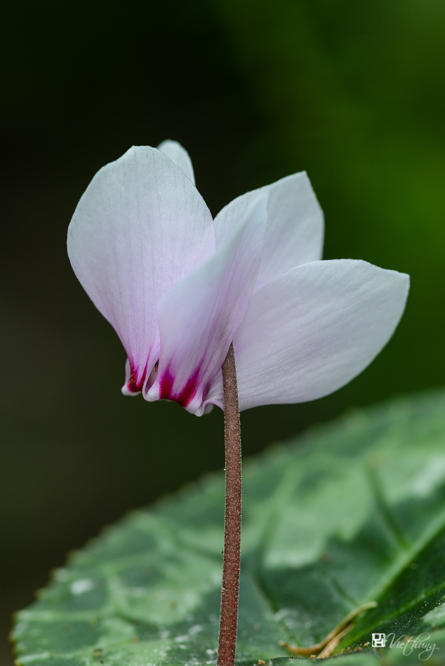 White cyclamen