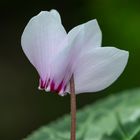 White cyclamen