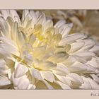 White Dahlia