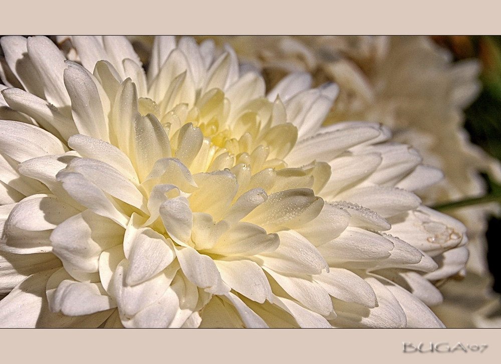 White Dahlia