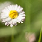 White Daisy