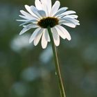 White daisy