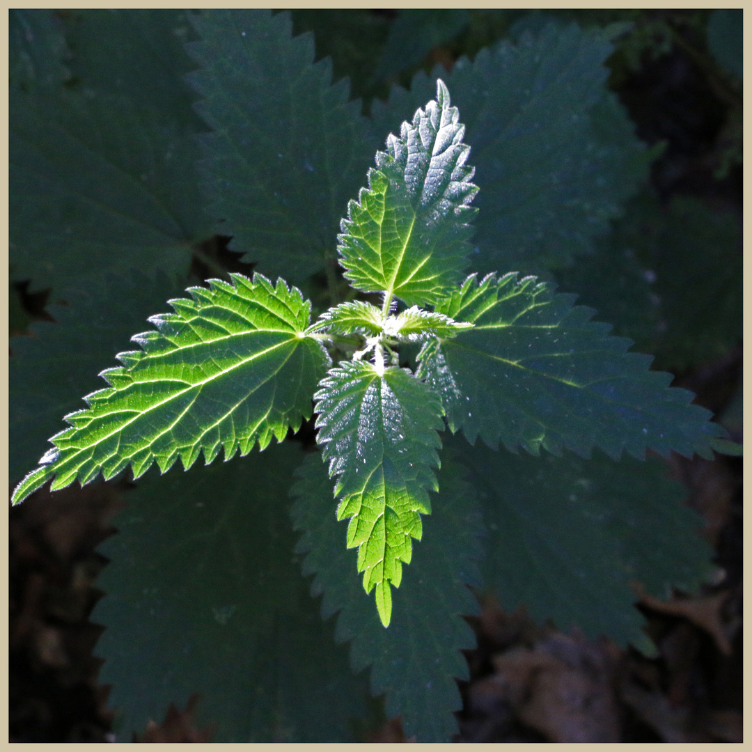 white dead nettle 10 at bay bridge