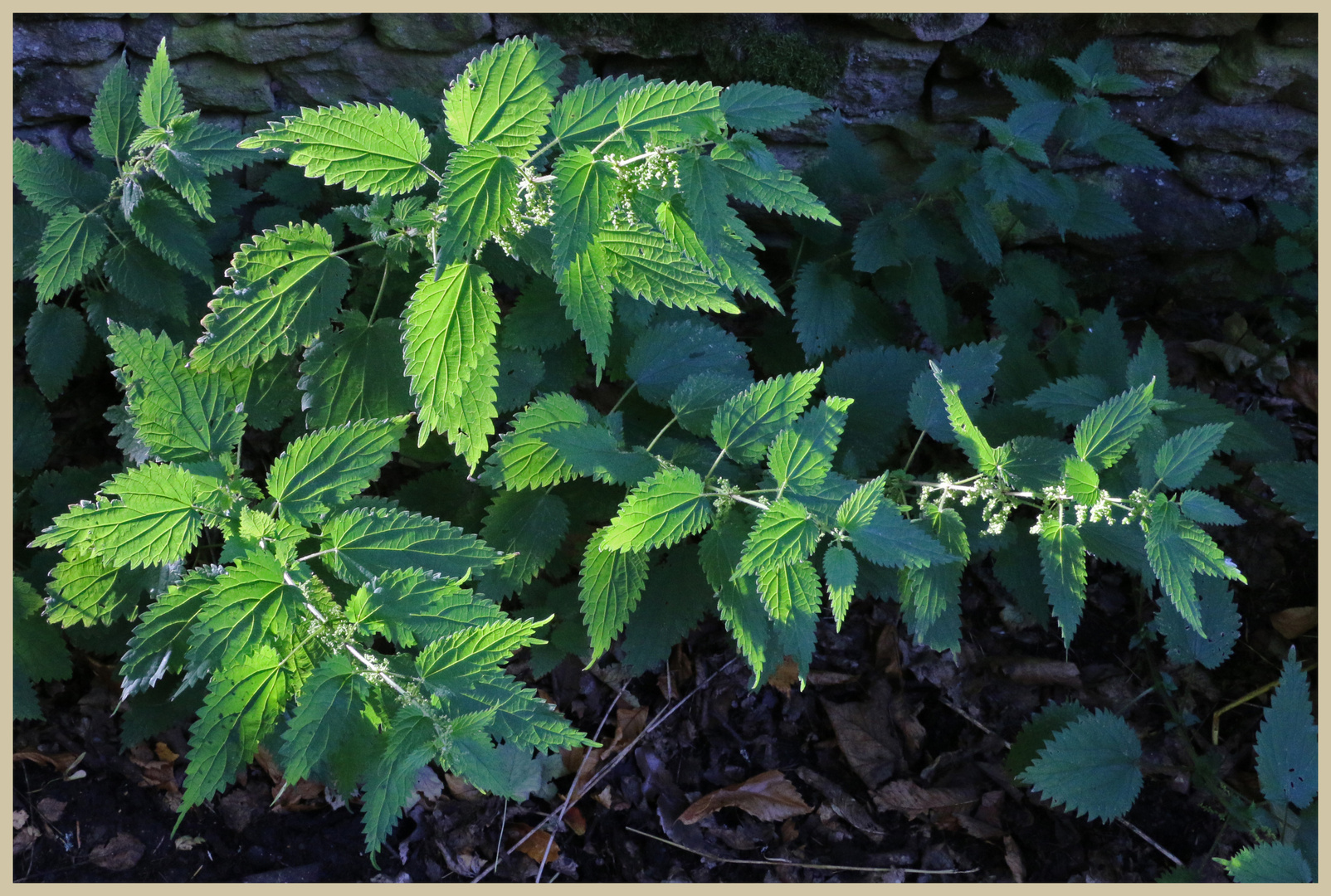 white dead nettle 16 at bay bridge